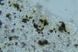 Psathyrella subamara image
