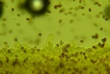 Psathyrella subamara image