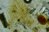 Psathyrella subamara image