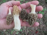 Morchella diminutiva image