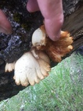 Pleurotus pulmonarius image