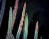 Rhabdocline pseudotsugae image