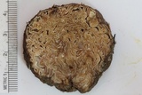 Geopora cooperi image