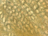 Geopora cooperi image