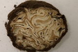 Geopora cooperi image