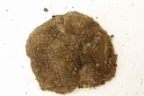 Geopora cooperi image