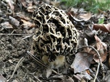 Morchella americana image