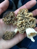 Morchella americana image