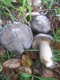 Entoloma ferruginans image