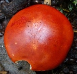 Leucopaxillus gracillimus image