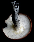 Leucopaxillus gracillimus image