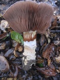 Cortinarius glutinosoarmillatus image