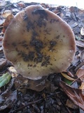 Cortinarius glutinosoarmillatus image