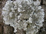 Parmotrema tinctorum image