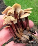 Gymnopus semihirtipes image