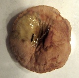 Gymnopus semihirtipes image