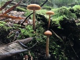 Galerina patagonica image