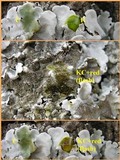 Parmotrema tinctorum image