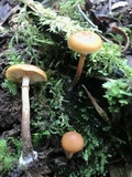 Galerina patagonica image