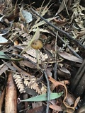 Psilocybe subaeruginosa image