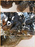 Parmotrema tinctorum image