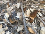 Morchella eximia image