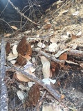 Morchella eximia image