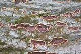 Punctularia strigosozonata image