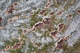 Punctularia strigosozonata image