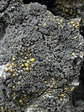 Phaeophyscia hirsuta image