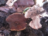 Coltricia perennis image