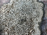 Buellia spuria image