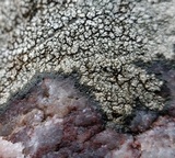 Buellia spuria image