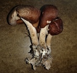 Collybiopsis luxurians image