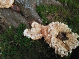 Laetiporus cincinnatus image