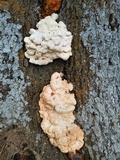 Laetiporus cincinnatus image