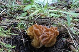 Gyromitra montana image