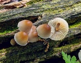 Mycena inclinata image