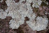Myelochroa aurulenta image