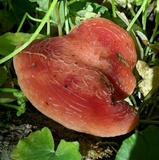 Rhodotus palmatus image