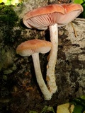 Rhodotus palmatus image