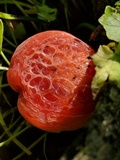 Rhodotus palmatus image