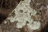Myelochroa aurulenta image