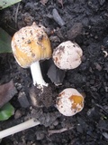 Coprinellus flocculosus image