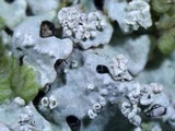 Myelochroa aurulenta image