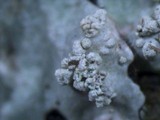 Myelochroa aurulenta image