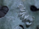 Myelochroa aurulenta image