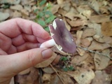 Russula mariae image