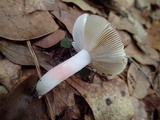 Russula mariae image
