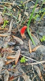 Mutinus elegans image